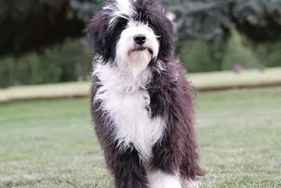 Bordoodle