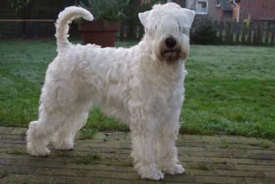 Irish soft coated wheaten terrier