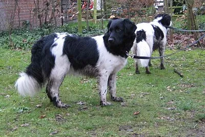 Frisian staby