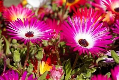 OK