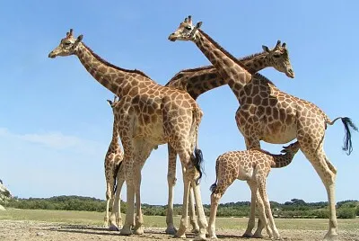 girafe jigsaw puzzle