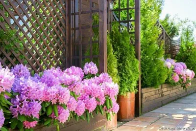 jardin