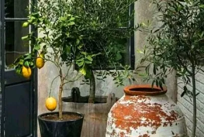 jardin
