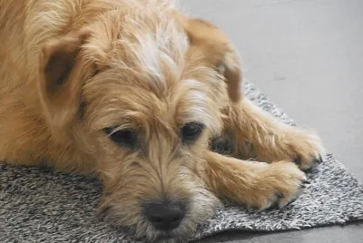 Smoushound olandese