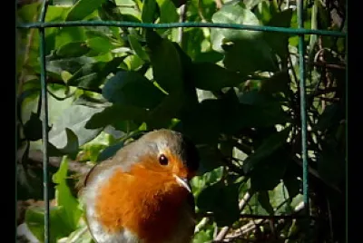 Rouge gorge