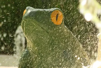 Sapo da Fonte do Sapo em Santos