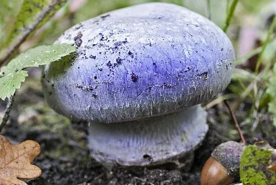 champignon
