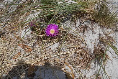 Nature 's Best