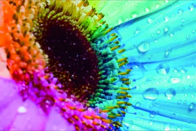 èŠ±æ¼¾