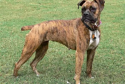 Banter bulldogge