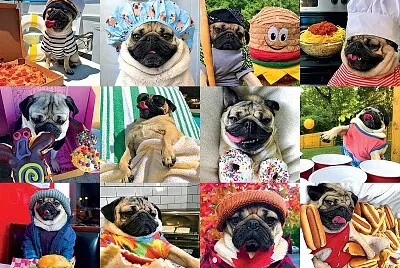 pugs