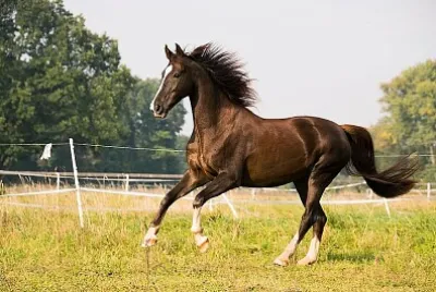 American saddlebred