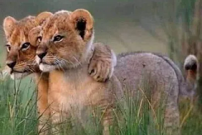 פאזל של cachorros