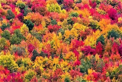 autumn#244 jigsaw puzzle