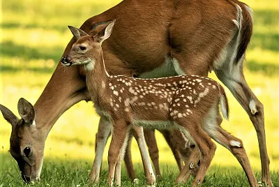 mom #320