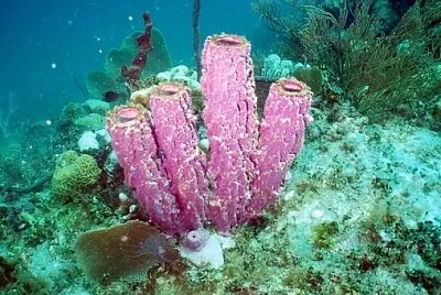 Aplysina archeri