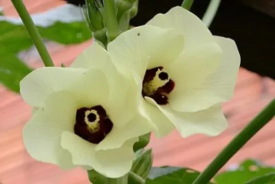 Efisia