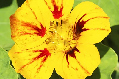Hibisco