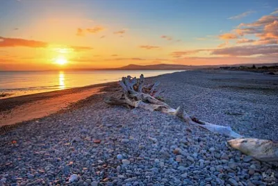 Spey Bay tree jigsaw puzzle