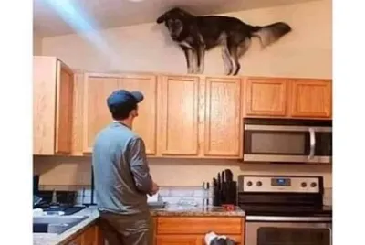 crazy dog