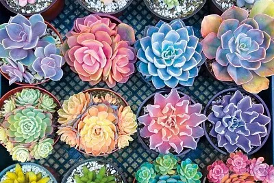 bursting with gorgeous colors