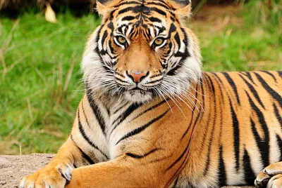 Este animal mamÃ­fero, que estÃ¡ considerado como el