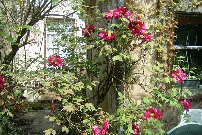 Fleurq.