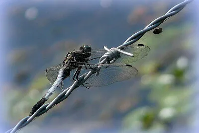 Libellule