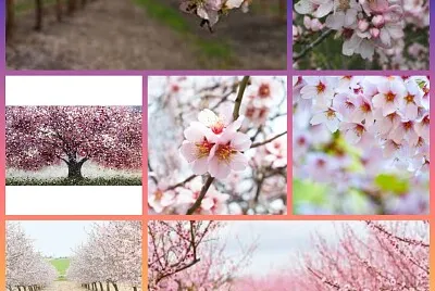 פאזל של ×©×§×“×™×™×” ðŸŒº