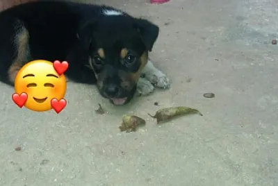 rottweiler