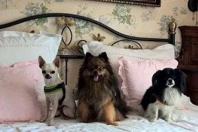 3 dogs / 3 Hunde