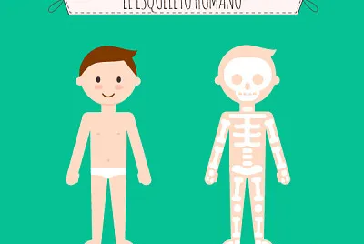 פאזל של esqueleto humano