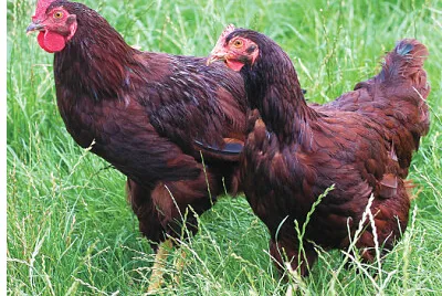 A GALINHA E O GALO RUIVOS