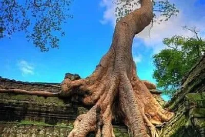 TEMPLO DE CAMBOYA
