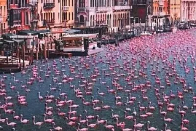 PATOS EN ESPAÃ‘A