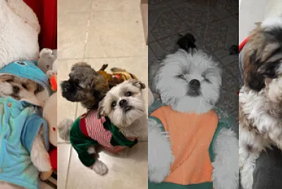Michi Collage