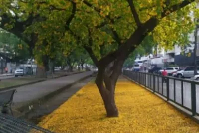 las delicias Venezuela