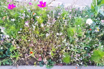 Flowers / Blumen