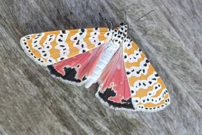 Colorful Moth jigsaw puzzle