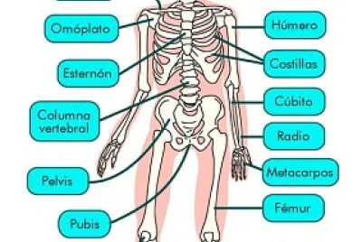 Esqueleto Humano jigsaw puzzle