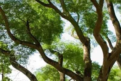 Imagem jigsaw puzzle