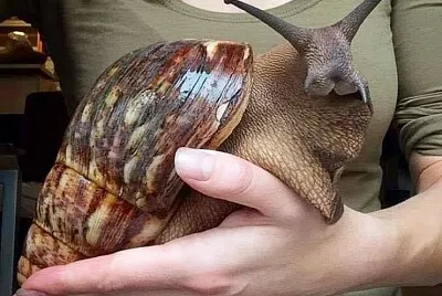 escargot gÃ©ant africain