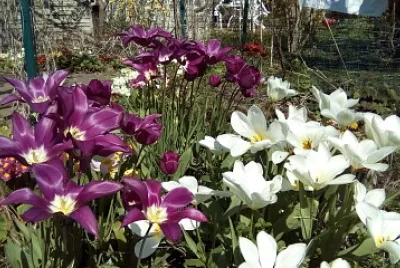 tulipes