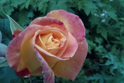 rose