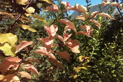feuillage prunus
