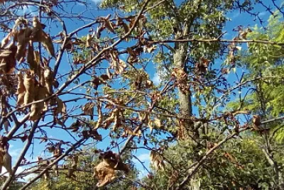 branches