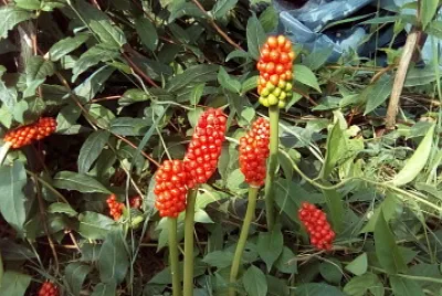 plante