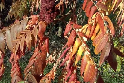 feuillage automne