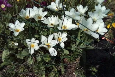 tulipes