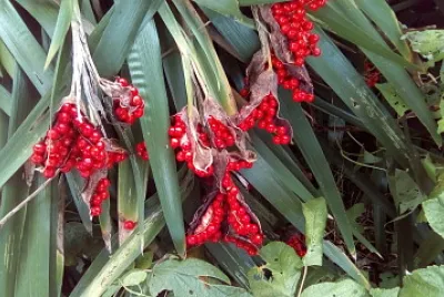 iris en graines